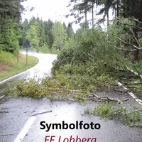 baum.jpg